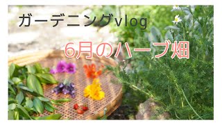 【ガーデニングvlog】ローマンカモミールの開花/コモンマローのハーブティー