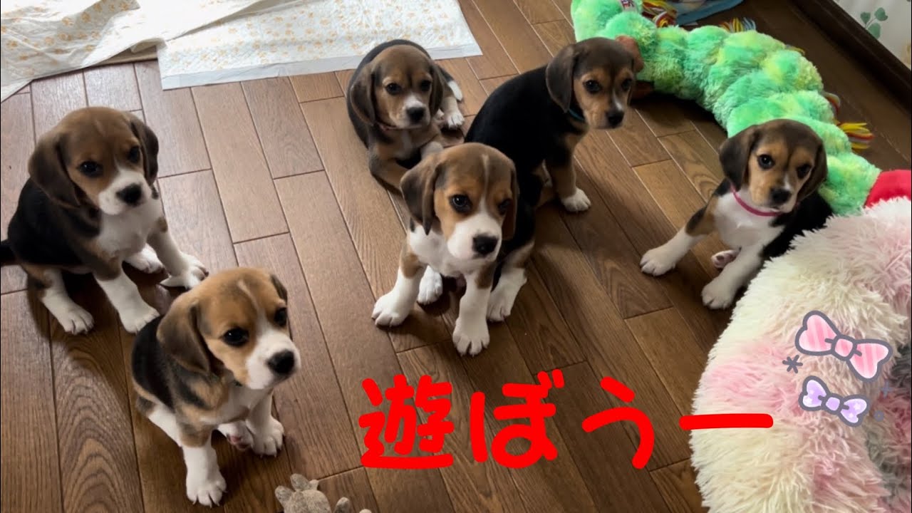 [ビーグル]子犬たちの1日(ルビー)