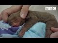 Adorable baby sloth finds a new home - BBC