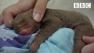 Adorable baby sloth finds a new home - BBC