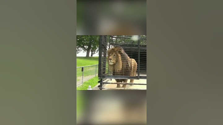 Watch this Lion's Revenge ❤️😂