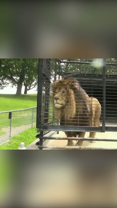 Watch this Lion's Revenge ❤️😂
