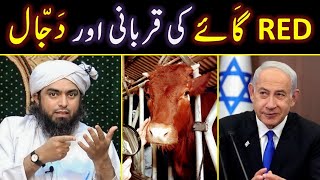  Red Heifers In Israel Vs Palestine ? Dajjal Vs Esa Maseeh علیہ السلام ? Engineer Muhammad Ali