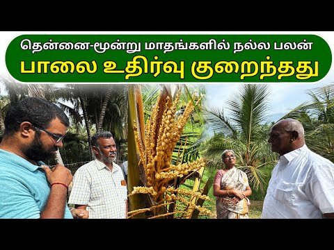 தென்னை-மூன்று மாதங்களில் நல்ல பலன் – பாலை உதிர்வு குறைந்தது | Coconut – Good results in three months