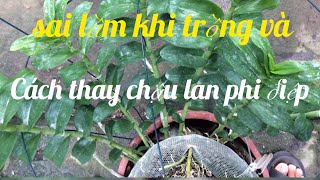 Cách thay chậu cho phong lan phi điệp - những sai lầm cơ bản của người trồng lan