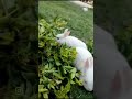 cute rabbits🐰#shorts #shortsviral #shotsvideo #shortsyoutube #viralshorts #rabbits #viral_video