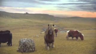 Pony dancing moonwalk on Michael Jackson - Billie Jean