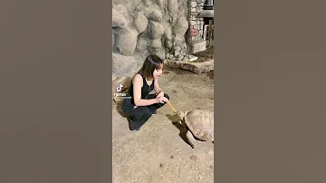 يشيم تغني اغنيه بيغمزلي غمزتلو 