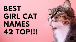 Best Girl Cat Names  42 TOP & GREAT NAMES for FEMALE CAT