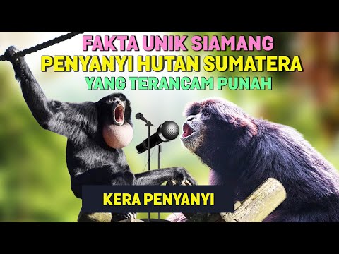 Tau Belum? Ternyata SIAMANG Adalah Hewan Paling Setia dan Suaranya Merdu - Fakta Unik Owa Siamang