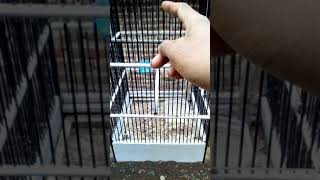 Cigun suara burung cimblek gunung unik gaes...🤔😘