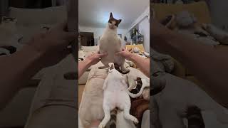 Mr Bao shorts cat youtube cats fyp kucing pet  youtubeshorts viral trending
