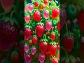 easy and fast techniques for propagating and growing strawberry trees #graft #nature #fruits