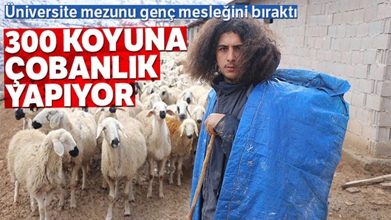 Üniversite Mezunu Genç 300 Koyuna Çobanlık Yapıyor