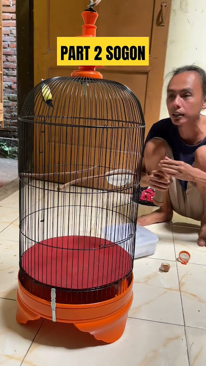 Part 2 Perawatan Burung Sogon #kicaumania #qinarakicau #qinarabanyuwangi