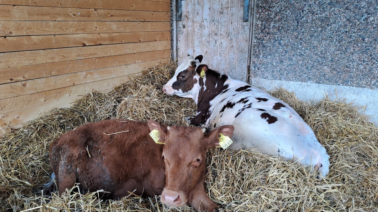 Pakkanen luo haasteita lihakarjan kasvatuksessa