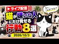 【10/3 生配信】猫が嫌いな人にだけ見せる行動8選を獣医師が解説します【アーカイブは10/5まで】