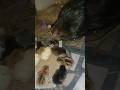 its time to watch chicks #hatching