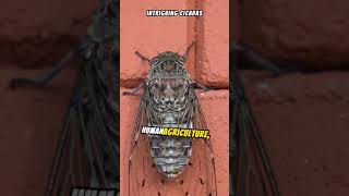 : Secrets of the Soil: The Remarkable Life Cycle of Cicadas