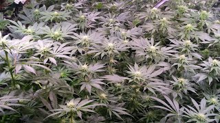 Grow Boss Reviewing One Of My Grows Awhile Back. Does A Complete 180. Classic...