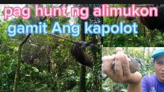 pag hunt ng alimukon gamit Ang kapolot.. isa huli