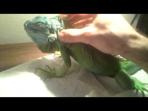 Super splint, iguana with a broken leg. What to do