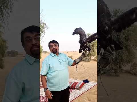 Eagle.. Close encounter with Majestic Raptor.. DDCR