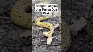 Download Lagu Fakta Ular Berkepala Dua yang Jarang Diketahui #shorts #snacks #viral #unik #ular #kembar MP3