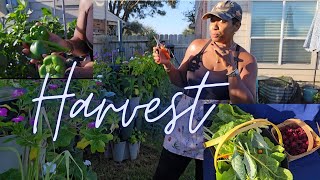видео: Мой утренний урожай в саду 🌿 | Гибискус розелле для чая + китайская капуста и мангольд картинка: Мой утренний урожай в саду 🌿 | Гибискус розелле для чая + китайская капуста и мангольд