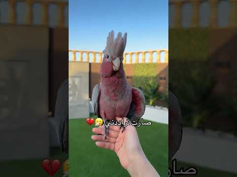 ليه يا بوبو