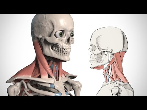 How to Draw the Neck - Anatomy for Artists