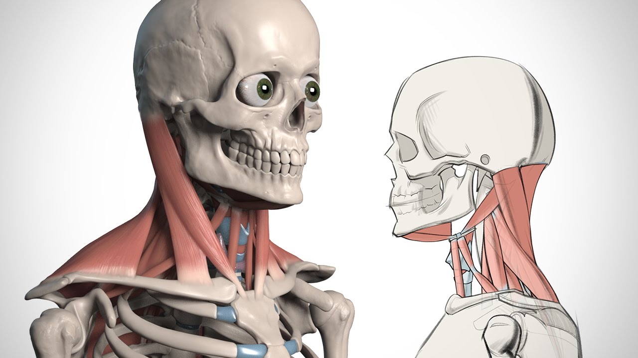 How to Draw the Neck - Anatomy for Artists | TvN71bOfC1Q