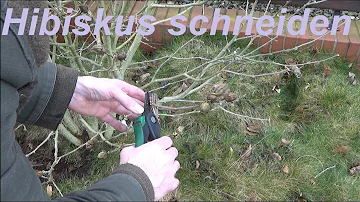 Wann schneidet man den Riesen Hibiskus zurück?