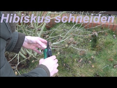 Hibiskus schneiden Gartenhibiskus zurückschneiden wann und wie