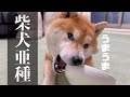 ご飯は食べないけど茶碗を食べたがる柴犬