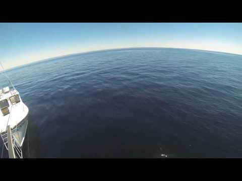 Fishermen meet huge white shark in Cape Cod Bay