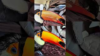 Tucán Salvado Por Hombre Bondadoso 🥺