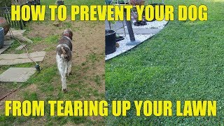 How To Prevent Your Dog From Tearing Up Your Lawn