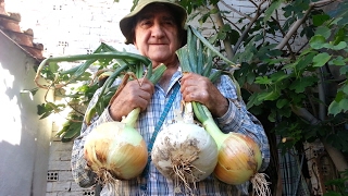 Isidro's orchard: 12. Onions