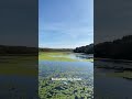 Bosherston Lily Ponds in Pembrokeshire 🌺