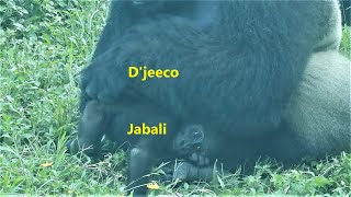 銀背大猩猩 迪亞哥 D'jeeco 爸 & Gorilla baby Jabali 呷百二。下班。2021-9-29-1621