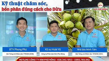 Chăm sóc Cây Dừa để hạn chế rụng, trái to tròn, đạt chuẩn hữu cơ xuất khẩu