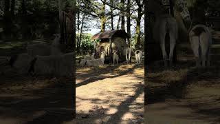 И это реальный бизнес Safaris et Zoos — Мир дикой природы рядом!