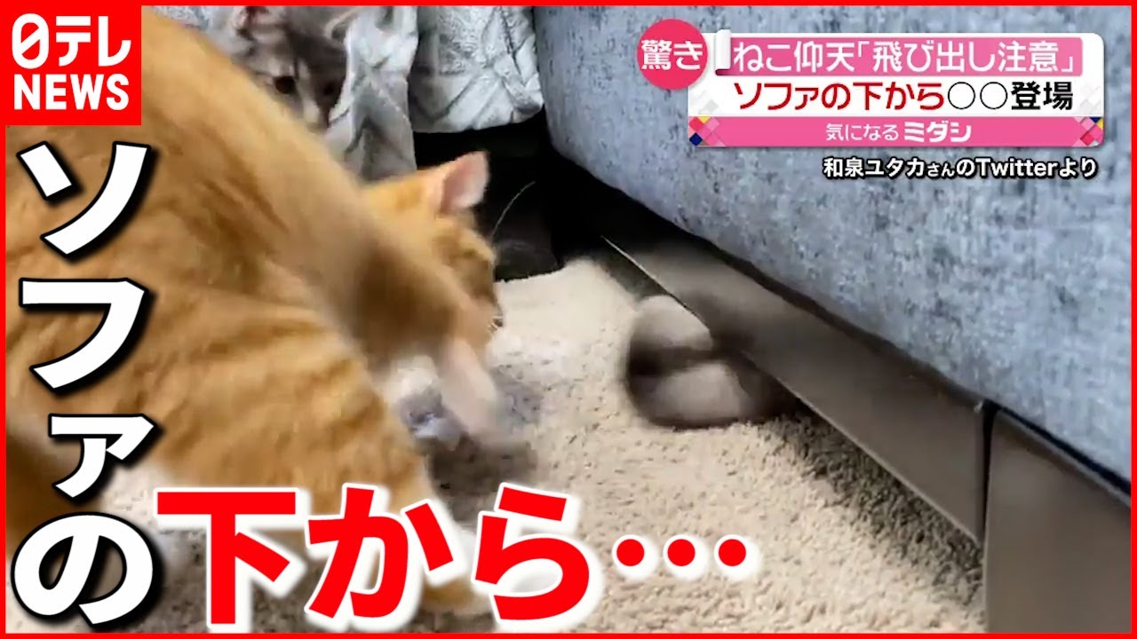 猫びっくり ソファーの下から 飛び出し Youtube