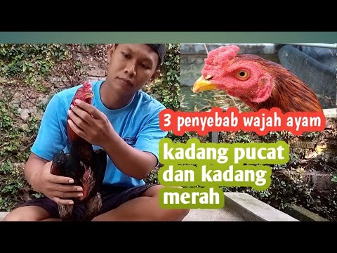 Cara Memerah Kan Ayam