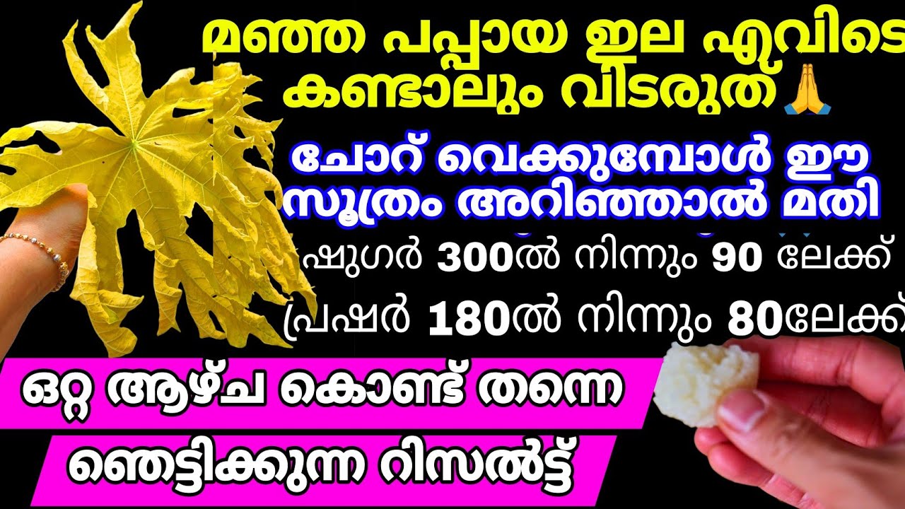മഞ്ഞ പപ്പായ ഇല ഒന്നുമതി ഒരു 100 കാര്യങ്ങൾക്ക് പരിഹാരം | എത്ര ചോറ് കഴിച്ചാലും പ്രഷറും ഷുഗറും കൂടില്ല 