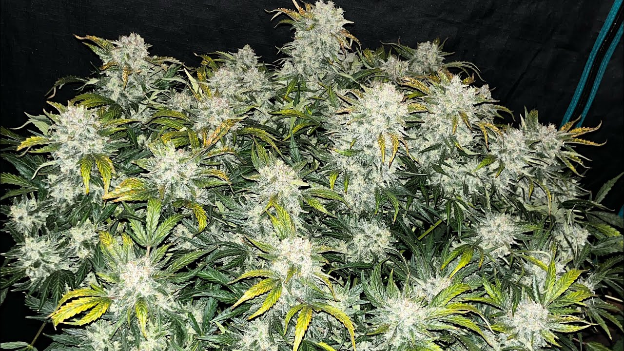 Fastbuds Mimosa Cake (harvest)