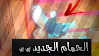 كيف تشتري حمام رخيص+سجنة الجديدة  والحمام الجديد