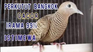 Perkutut Bangkok Gacor Irama 99% Istimewa