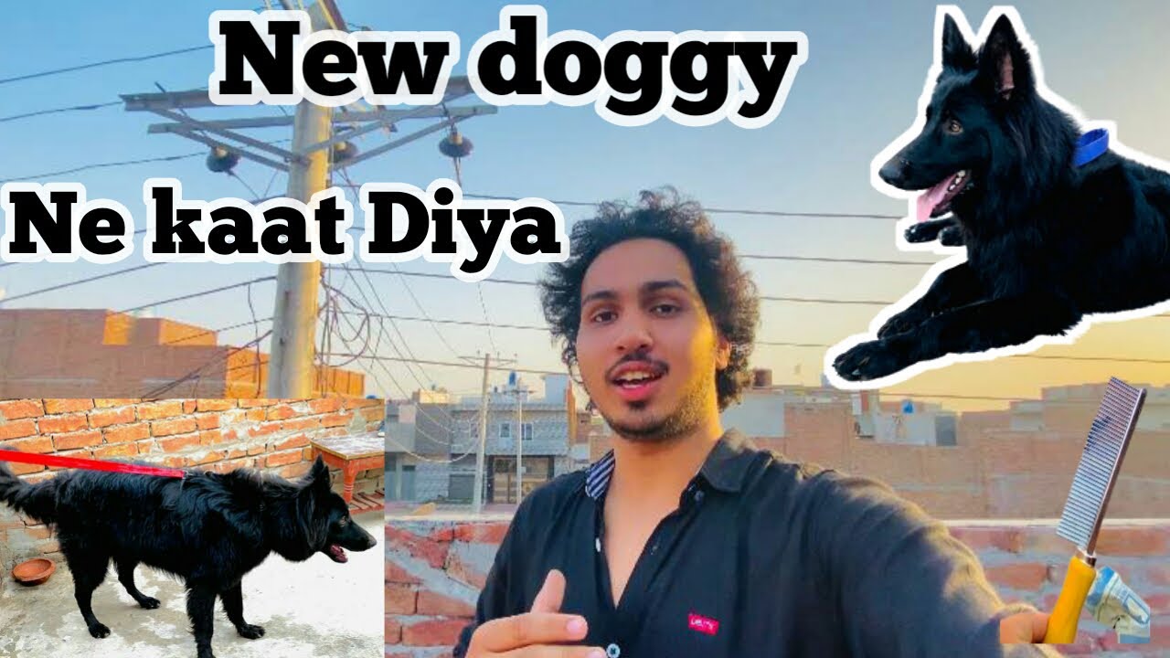 new-doggy-ne-kaat-diya-vlogs-trending-trend-dogs-doggyland